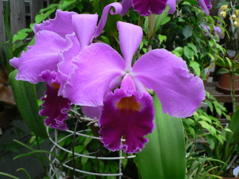 跡見群芳譜(外来植物譜 カトレア)